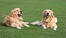Co. Fermanagh's Lusty Beg Island Resort Receives Award For Being Pet-Friendly