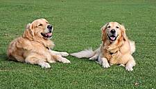 Co. Fermanagh's Lusty Beg Island Resort Receives Award For Being Pet-Friendly