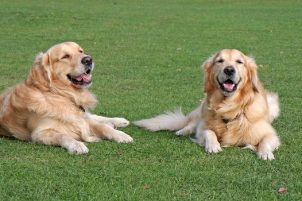 Co. Fermanagh's Lusty Beg Island Resort Receives Award For Being Pet-Friendly