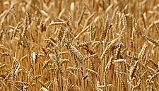 World Food Prices Fell Sharply In March Because Of COVID-19 And Oil Slump