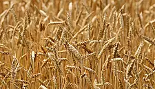 World Food Prices Fell Sharply In March Because Of COVID-19 And Oil Slump