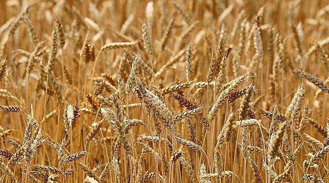 World Food Prices Fell Sharply In March Because Of COVID-19 And Oil Slump