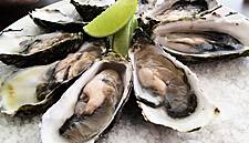 Sligo Oyster Experience Launches Oyster Farm Tour