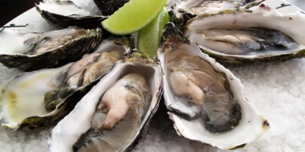 Sligo Oyster Experience Launches Oyster Farm Tour