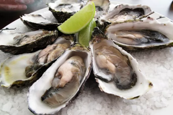 Sligo Oyster Experience Launches Oyster Farm Tour
