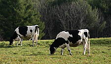 Bord Bia Welcomes Increased Market Access For Irish Cattle Exports To Algeria