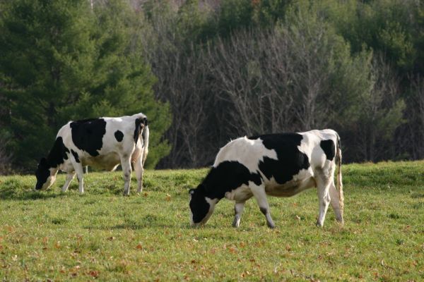 Bord Bia Welcomes Increased Market Access For Irish Cattle Exports To Algeria