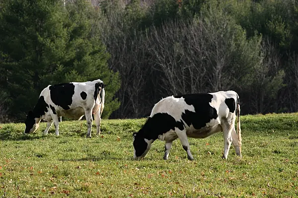 Bord Bia Welcomes Increased Market Access For Irish Cattle Exports To Algeria