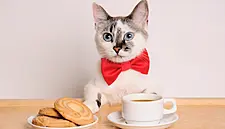 At A Rio Café, Cats And Coffee Combine For A Cause