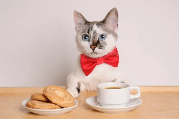 At A Rio Café, Cats And Coffee Combine For A Cause