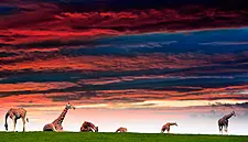 Overall Visitor Income To Co. Cork's Fota Wildlife Park Decreased Last Year; Dublin Zoo 'Operating Profitably'