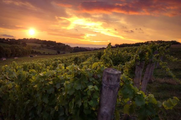 Global Wine Output To Sink To Lowest In 60 Years