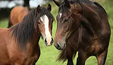 Fáilte Ireland's Thoroughbred Country Experience Plan Gets Underway