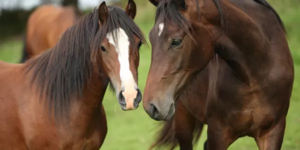 Fáilte Ireland's Thoroughbred Country Experience Plan Gets Underway