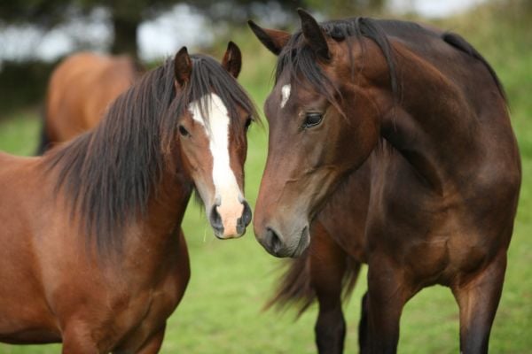 Fáilte Ireland's Thoroughbred Country Experience Plan Gets Underway