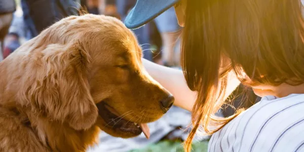 Dog-Friendly Festival To Take Place At Dublin’s Malahide Castle