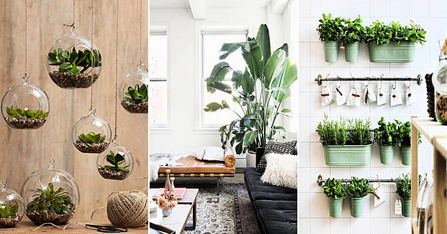 A breath of fresh air - add some greenery into your home with these six ...