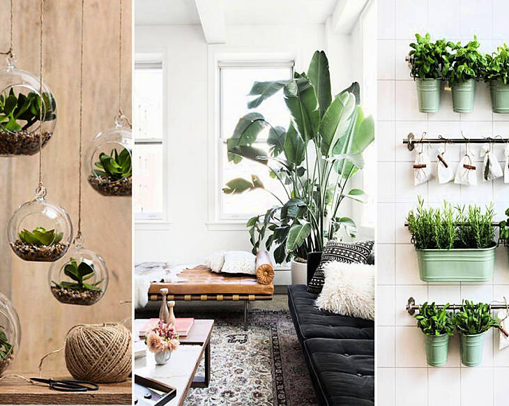 A breath of fresh air - add some greenery into your home with these six tips