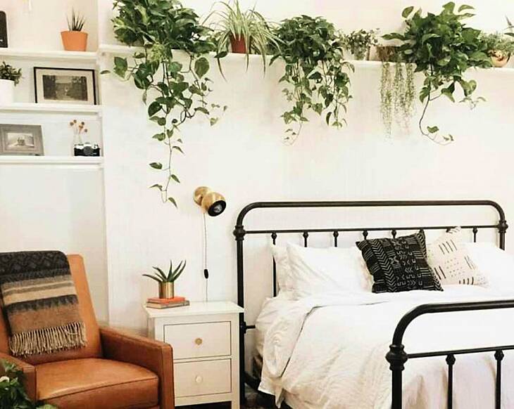 3 'bedroom plants' that will help you sleep better at night