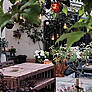 Garden inspiration: Garden style on a budget by Lisa Joyce
