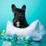 Perfect pet essentials for seriously stylish homes at Homesense