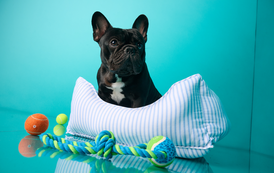 Perfect pet essentials for seriously stylish homes at Homesense