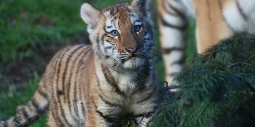 Two New Tiger Cubs At Dublin Z...