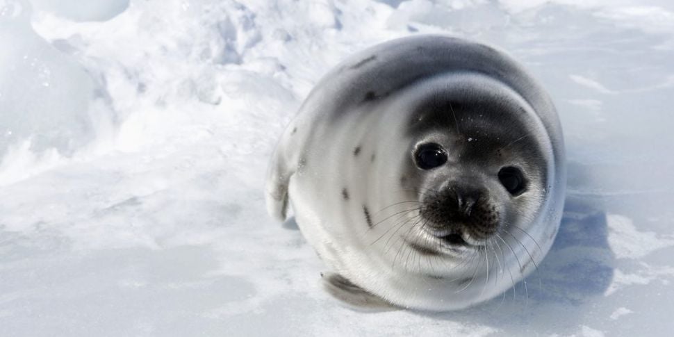 Seals cause havoc after invadi...