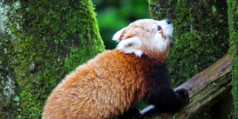 Red Panda found after escaping...