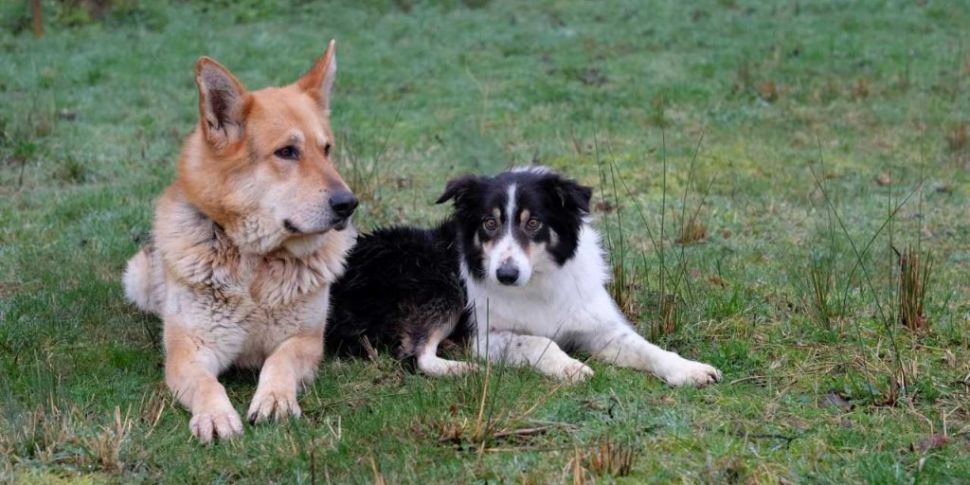 ISPCA Want To Home These Two A...