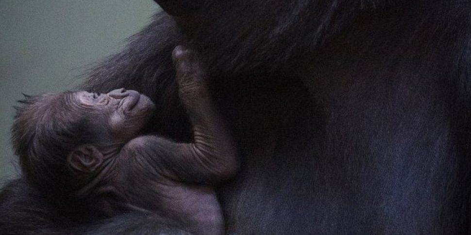 Dublin Zoo monkey returned to...