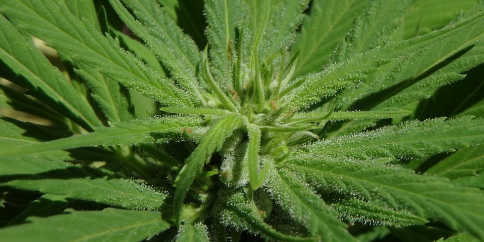 Cannabis Grow House Found In L...