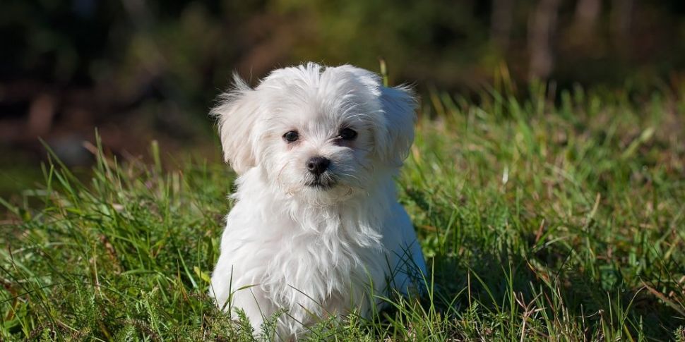 Ireland's puppy of the year co...