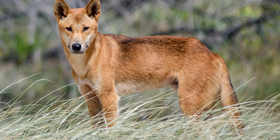 Dad fights off dingo after it...