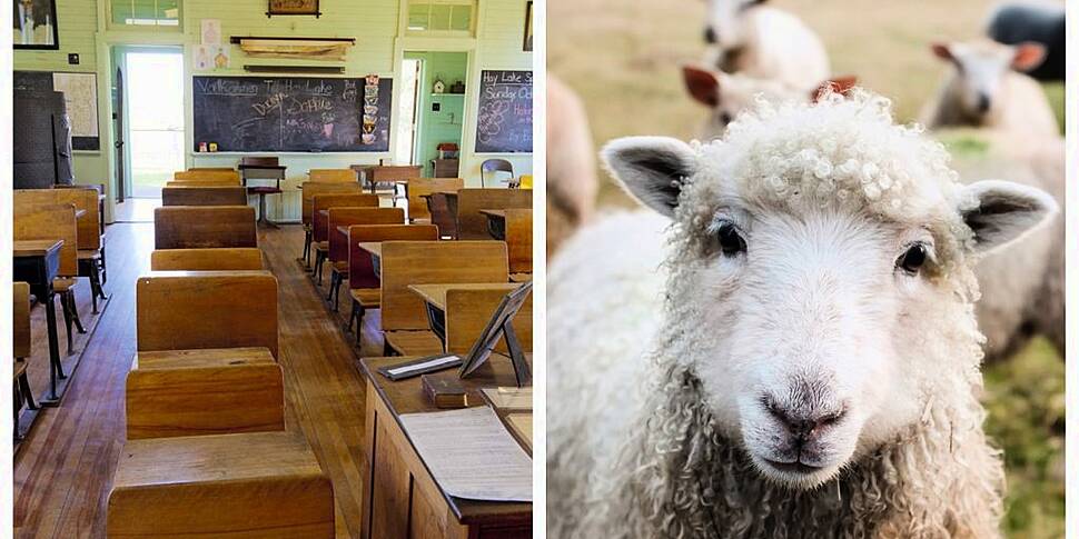 School registers sheep as pupi...