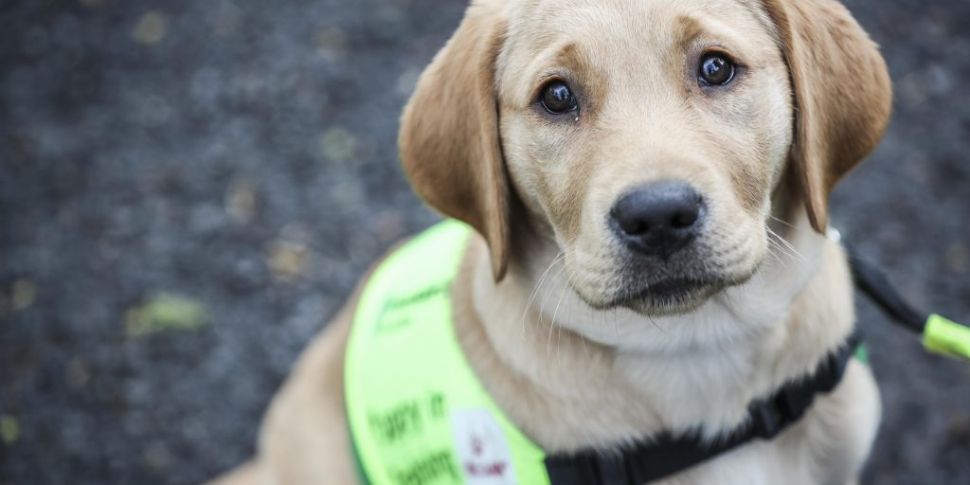 Today is Guide Dog Day which a...