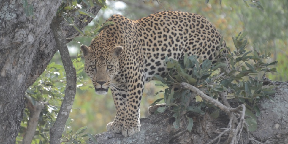 Toddler killed by leopard in N...