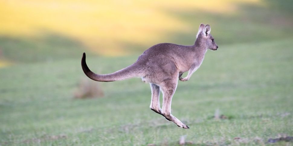 Alleged Kangaroo Sightings Cau...