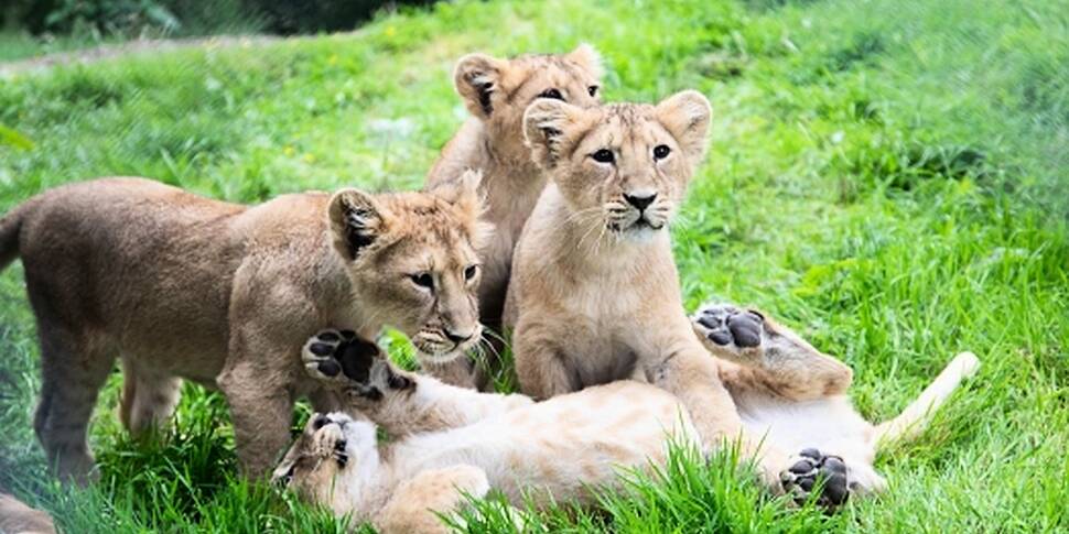 Four endangered lion cubs in C...