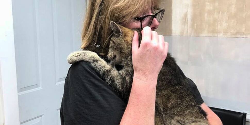 Cat and owner reunited after m...