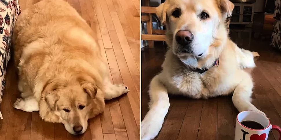 This dog lost 45kgs after his...