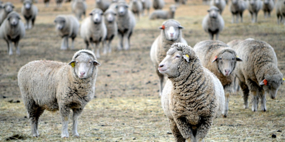 Over 140 sheep killed in Co. D...