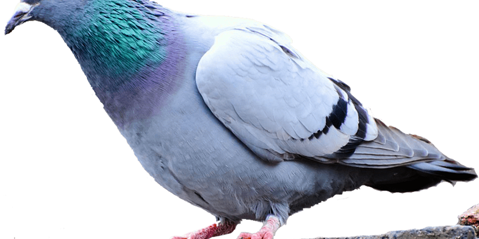 US Racing pigeon could be kill...