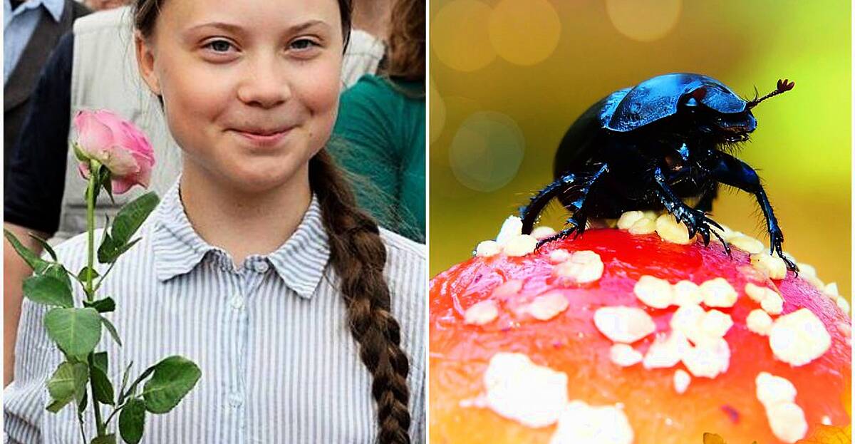 New species of beetle named after climate activist Greta Thunberg | iRadio