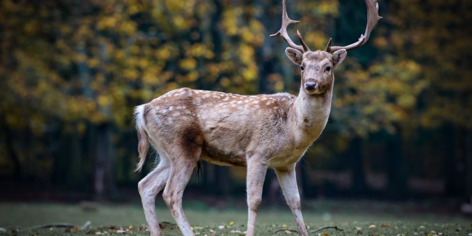 WATCH: Deer smashes through th...