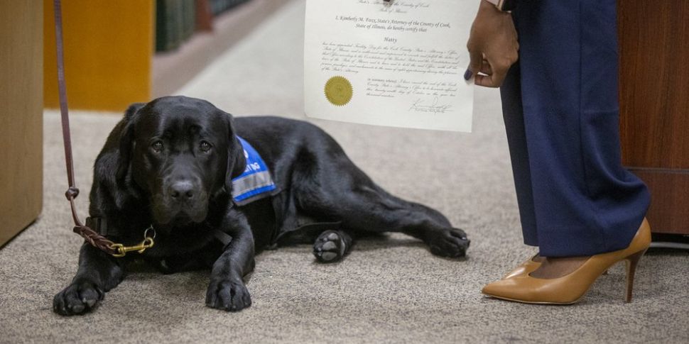 Labrador becomes first emotion...