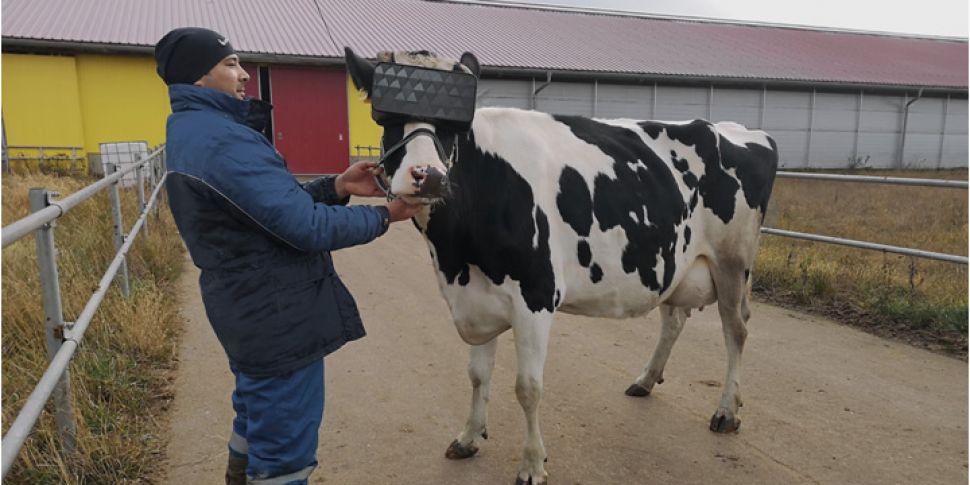 Cows In Russia Provided With V...