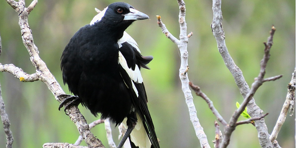 Watch: Australian magpie mimic...