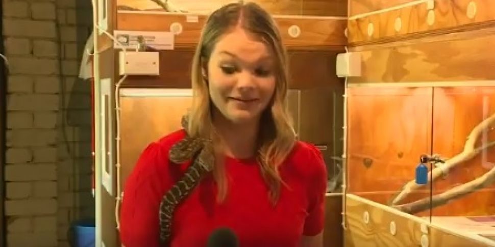 Watch: A Snake Treats Reporter...