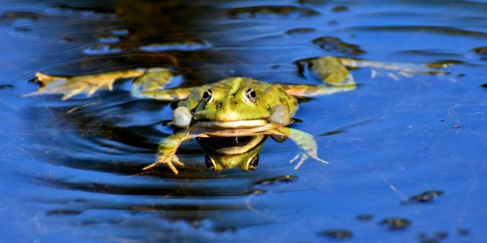 A five-legged frog has gotten...